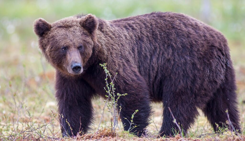 草地に立つ大きな野生のクマを写した写真。