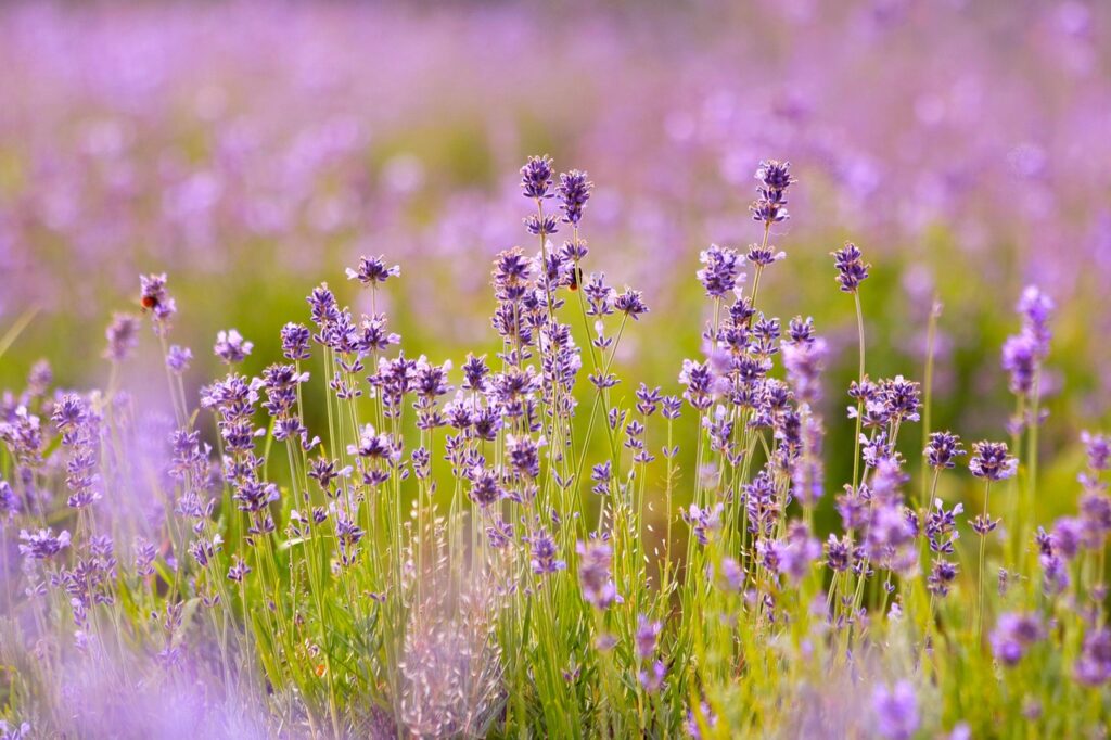 ラベンダー畑に咲く紫色の花。アロマやリラックス効果で人気のハーブ。