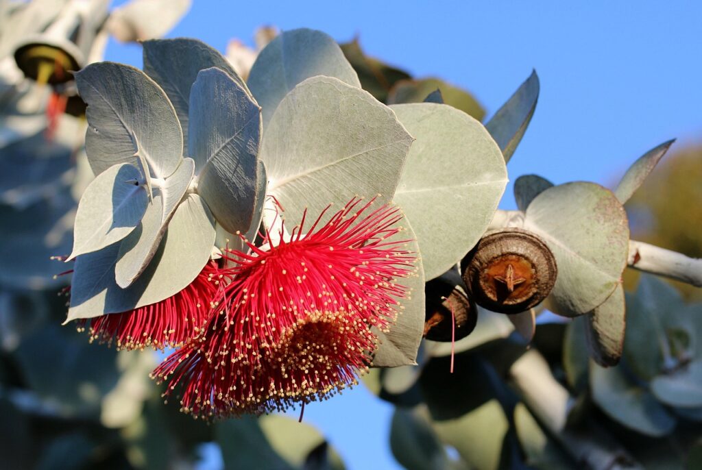 ユーカリの花と葉を撮影した写真。アロマや虫対策で人気の植物。