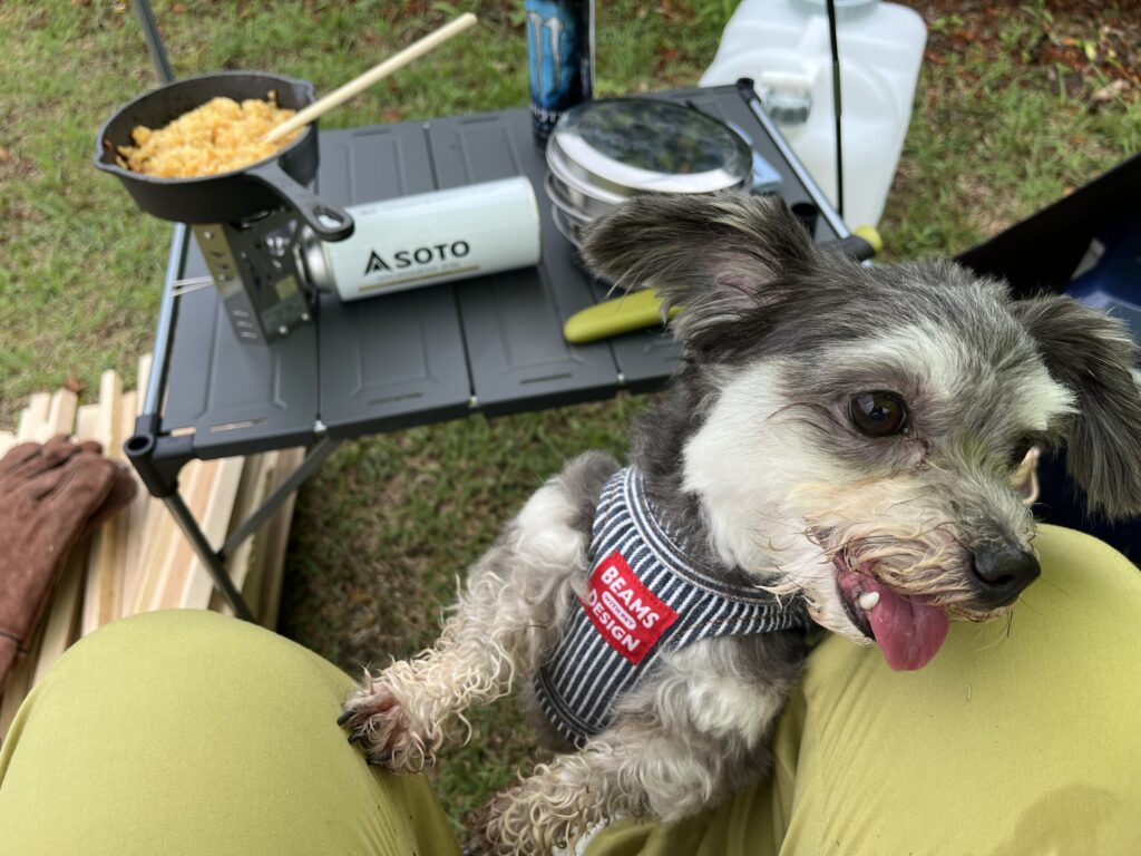 ソロキャンプ中の愛犬リンが飼い主の膝に前足を乗せ、笑顔で見つめる写真。