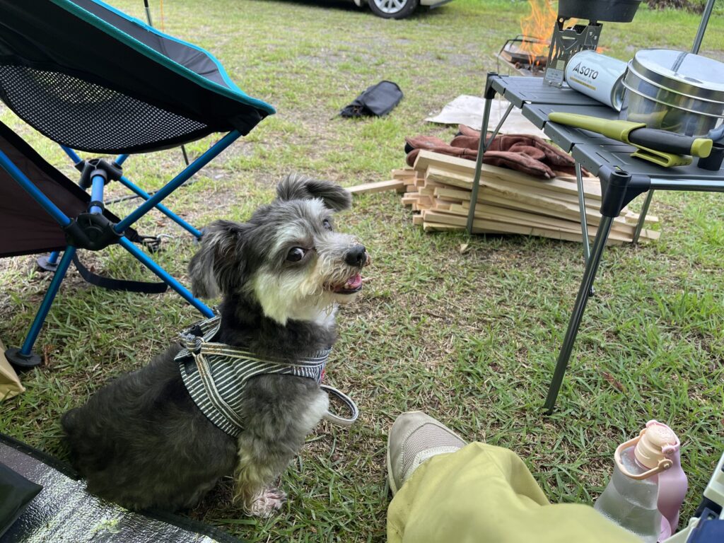 愛犬リンがソロキャンプサイトで焚き火を眺めながらくつろいでいる写真。