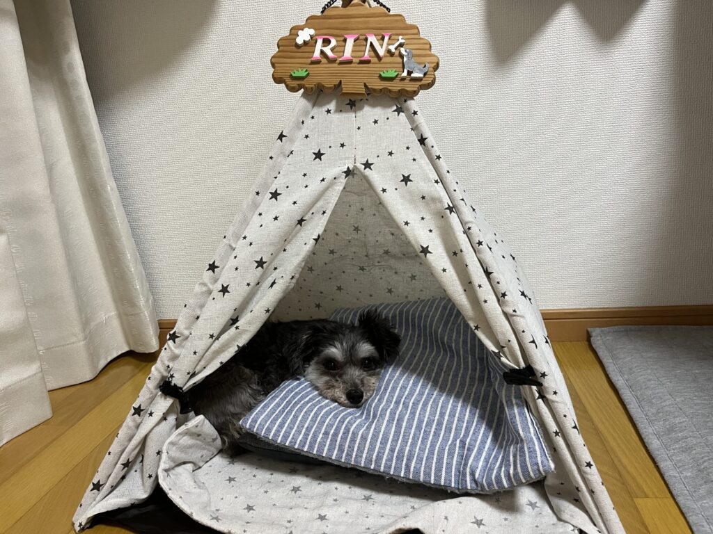 愛犬リンが星柄のティピー型ハウスの中でくつろいでいる様子。