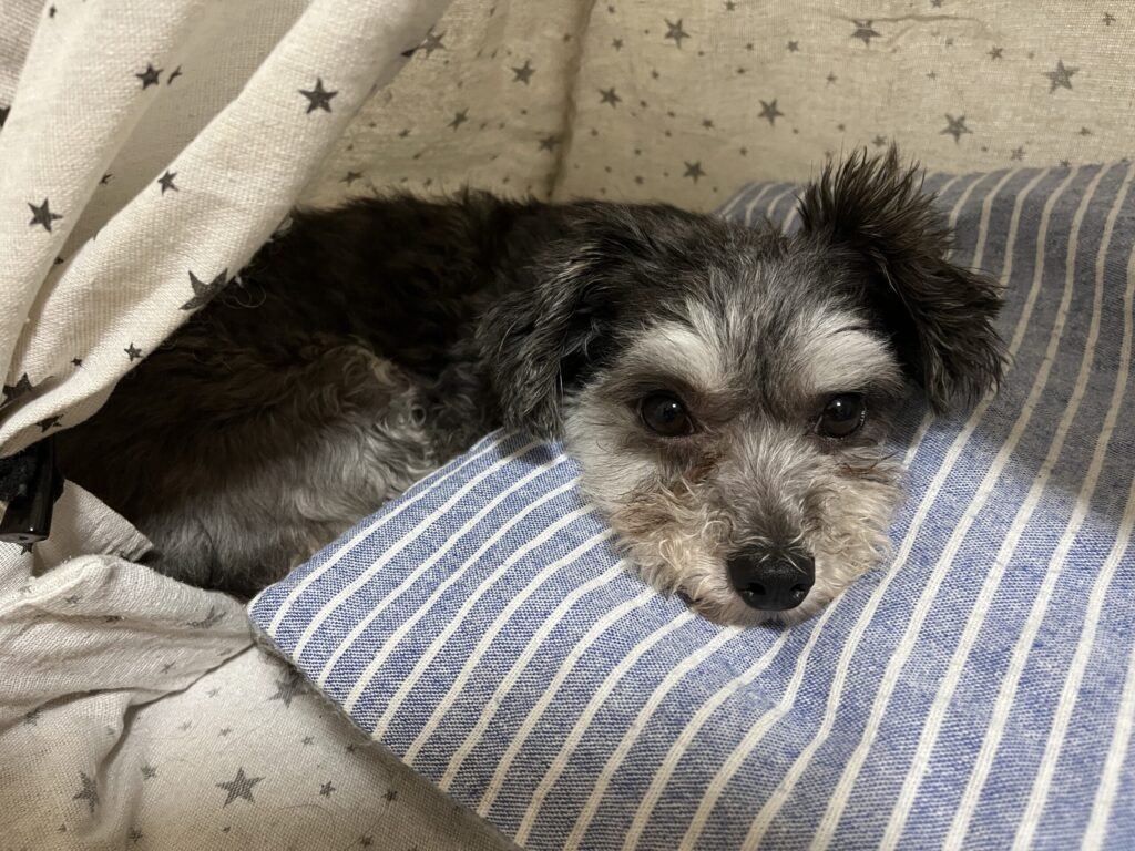 愛犬リンがティピー型ハウスの中でクッションにあごを乗せ、くつろいでいる様子。