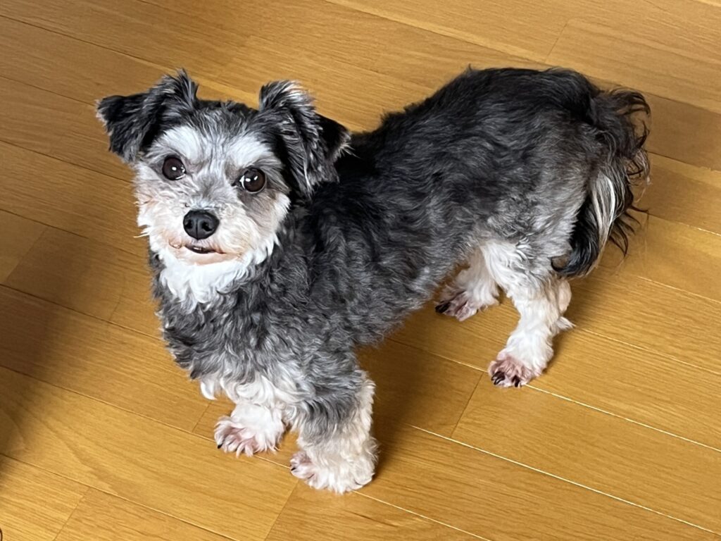 ソロキャンプの相棒、シュナウザーミックスの愛犬リンが室内でこちらを見つめる写真。